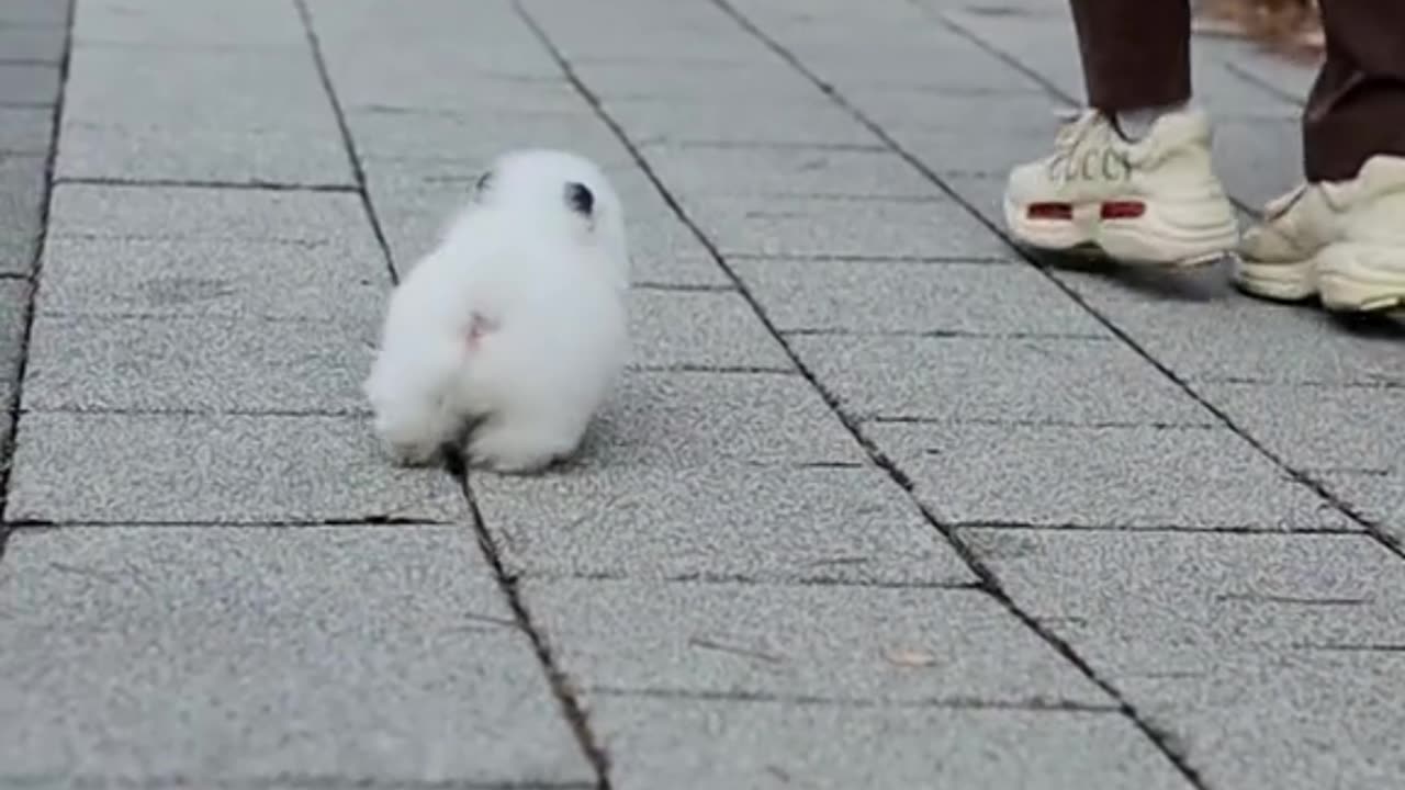 Pint-sized Pom making big noise! 🐾🔊