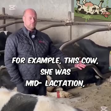 Bovaer - Dansk Landmand om Syge Kvæg