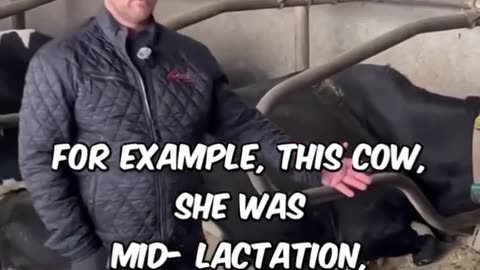 Bovaer - Dansk Landmand om Syge Kvæg