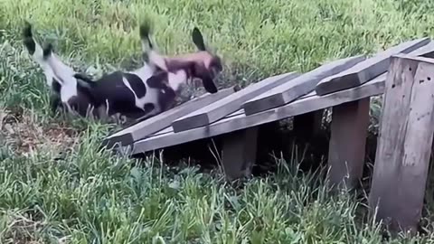 Funny goats