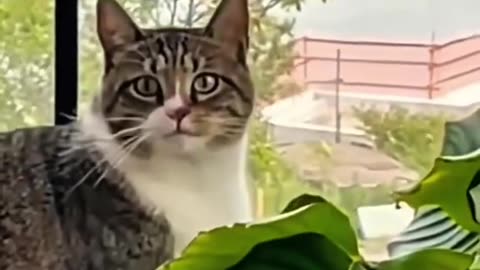POV: You Just Caught Your Cat in the Act