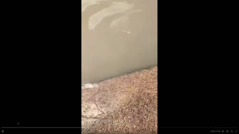 Believe it or not this fish should NOT be thrown back into the water. It does this...