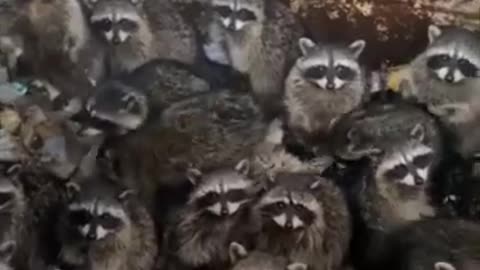 funny animals