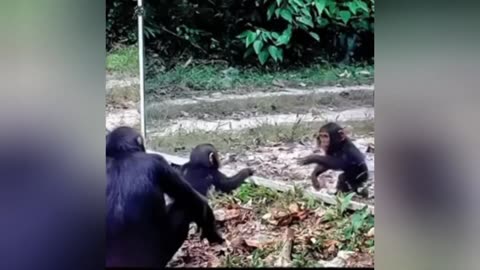 Funny animals videos