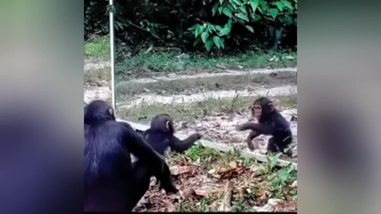 Funny animals videos