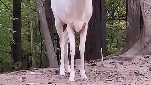 This albino fawn was rejected by his family and then this happened । pets video । fluffy pets ।