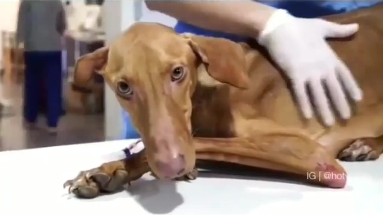 Fun Animals