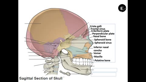 Practice identifying the bones/parts of the skull Part 2/2