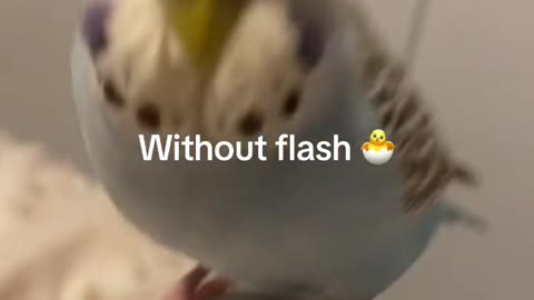 😂🐾 You Won't Believe How Cute She Is! | FunFM