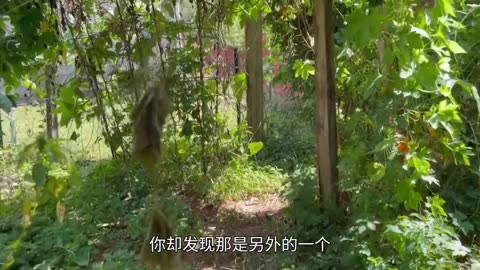 意外的惊喜 A Totally Surprise