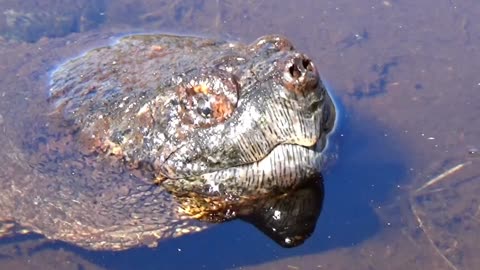 Snapping Turtle