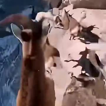 Mountain Goats have a tough life.