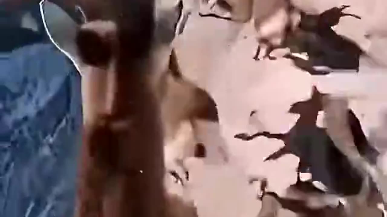 Mountain Goats have a tough life.