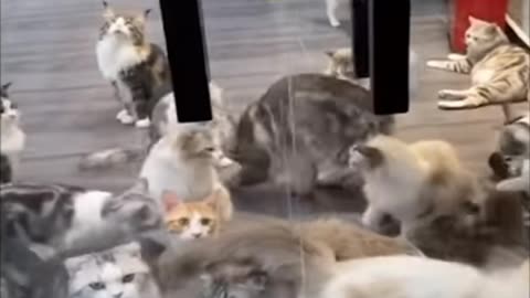 Cat very funny moments video 😂👿🧐