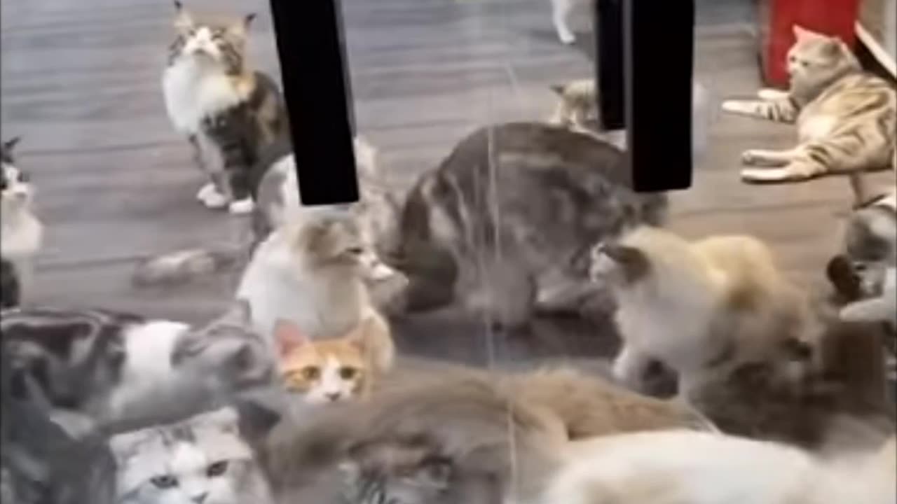 Cat very funny moments video 😂👿🧐