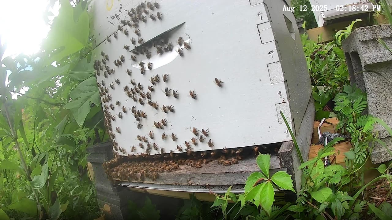 Bees on a Tuesday Afternoon