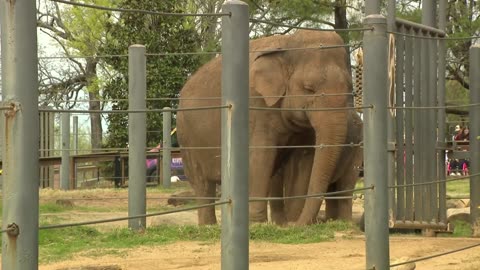 Little Rock Zoo's 'Babe the elephant' turns 50 years old