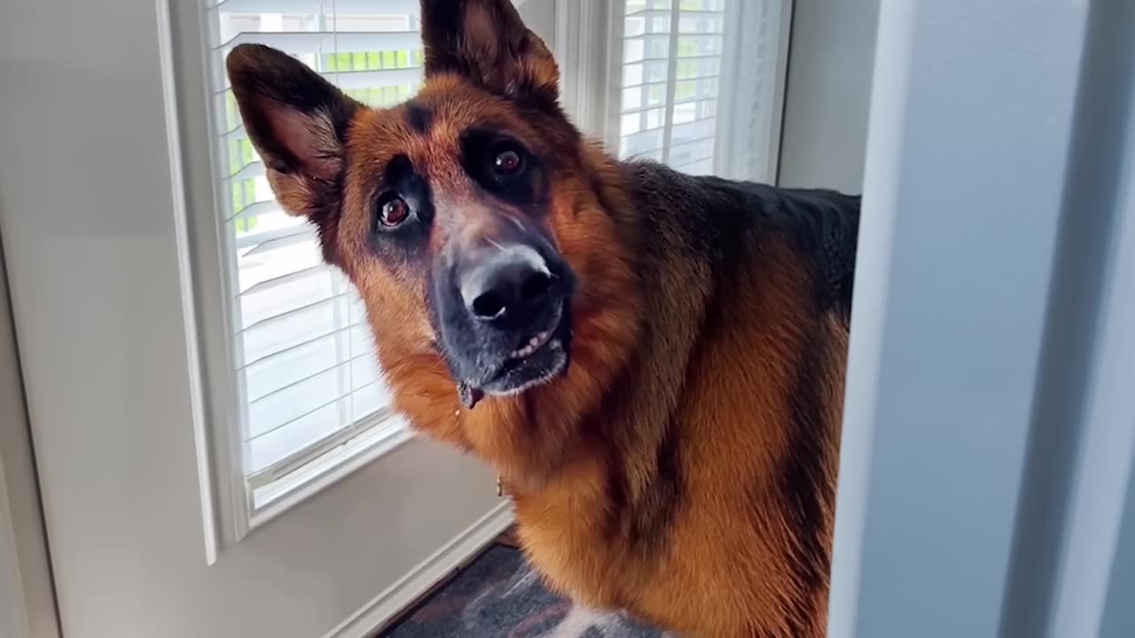 Why_German_Shepherds_are_the_FUNNIEST_DOGS_