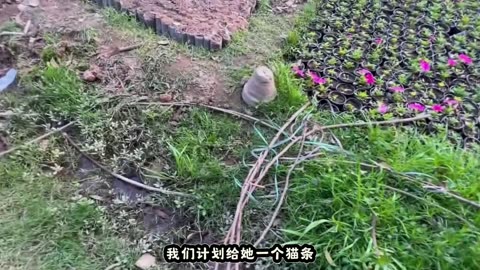 tiny guardian found near gate gets second chance