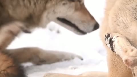 Wolves Architects of wilderness