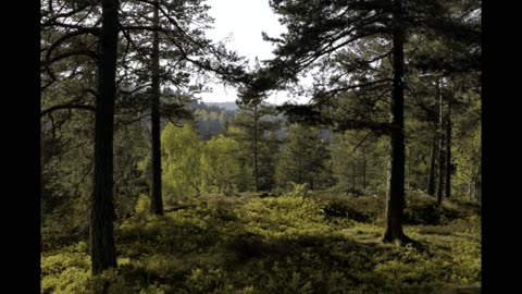 3M TV 🌿 Green Forest Spring Relaxation | Nature Sounds 🐦 Birds Chirping | Deep Sleep & Adventure