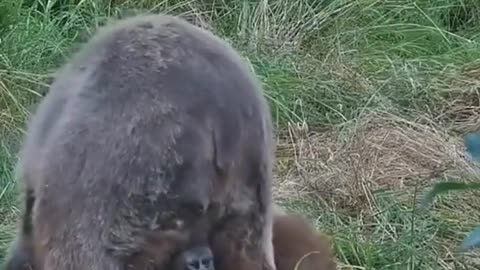 🤯✨ Bear Scratches Its Private Area with Teeth! | FeedMyCuriosity