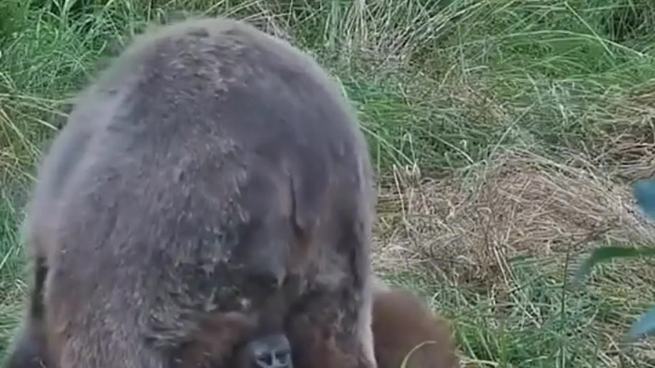 🤯✨ Bear Scratches Its Private Area with Teeth! | FeedMyCuriosity