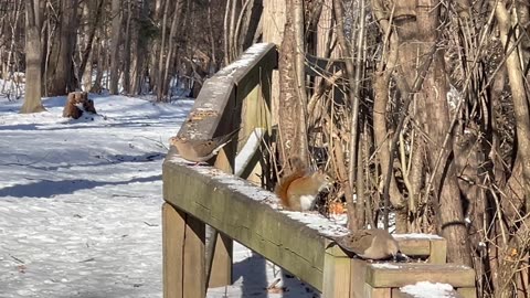 Toronto park residents in January 😊