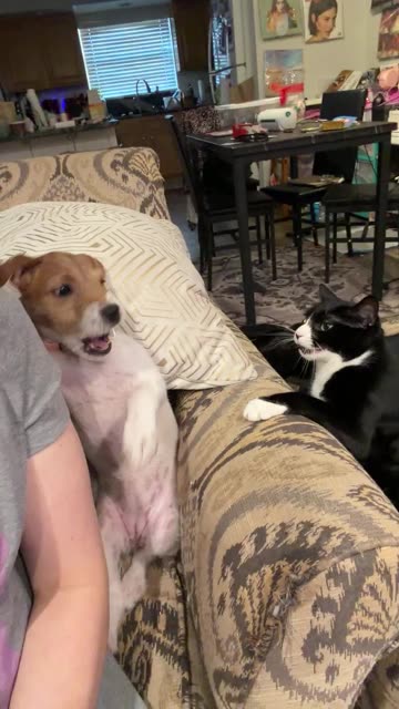 Dog and Cat Siblings Bicker