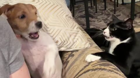 Dog and Cat Siblings Bicker