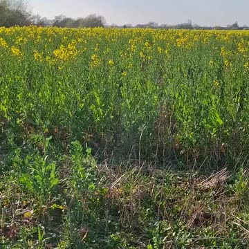 Rapeseed Field