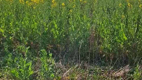 Rapeseed Field