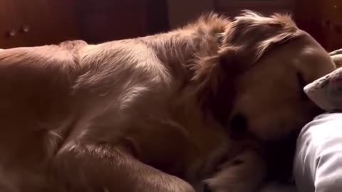 😴🐈 The Funniest Snoring Cat Compilation! | FunFM