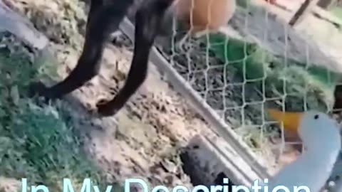 😹 Funniest Cat Moments Caught on Camera – Try Not to Laugh!