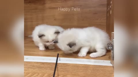 Funniest animals will brighten all your day