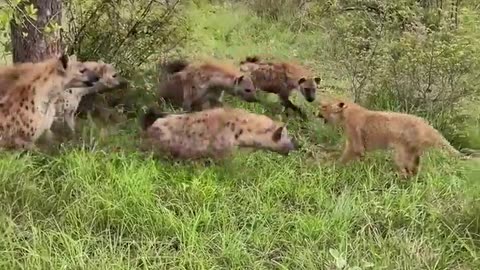 🧠✨ Heartwarming Lioness Shares Food To Save Hyena Cubs! | FeedMyCuriosity