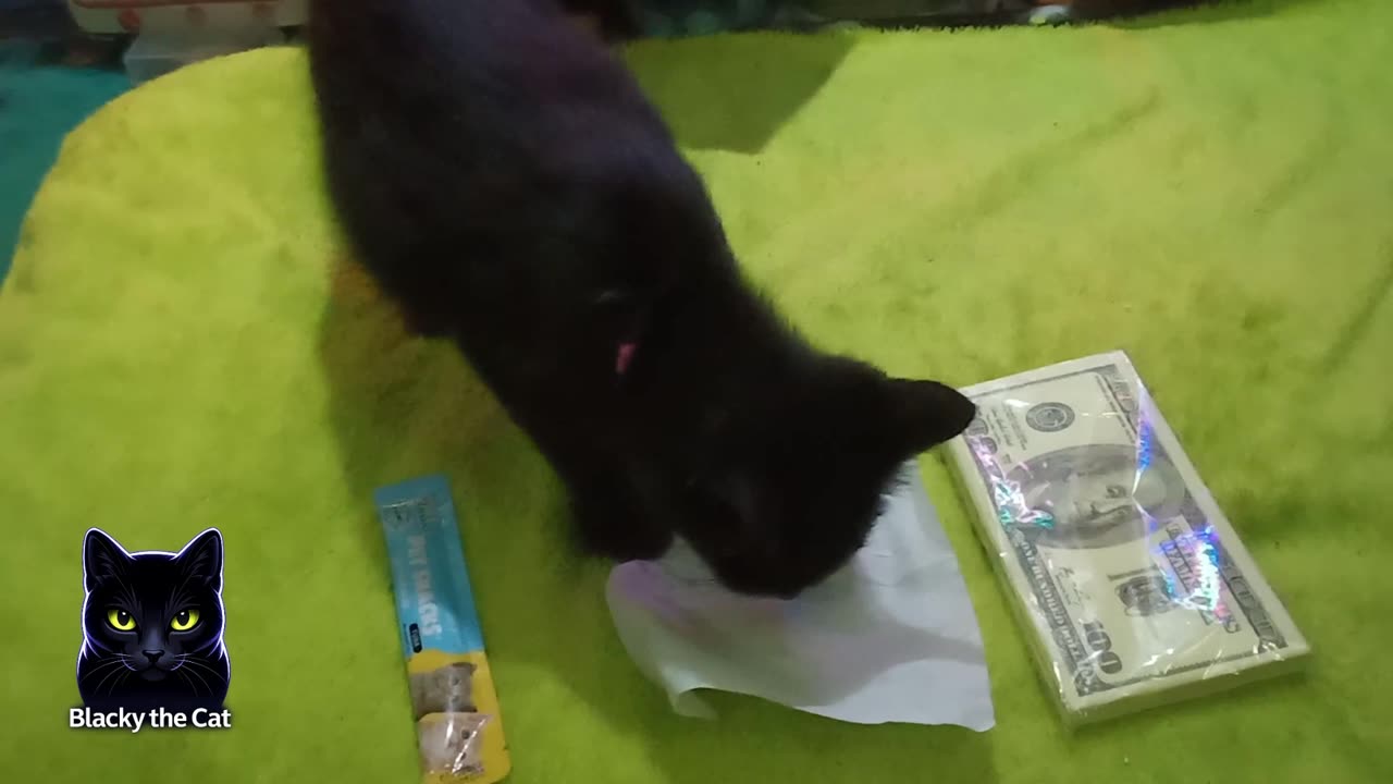 What do you choose Blacky?