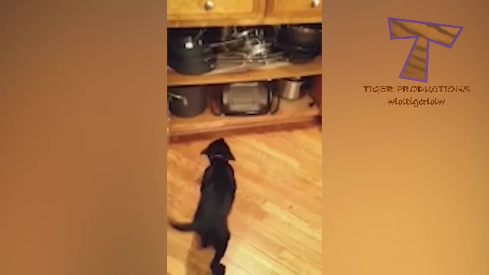 Funniest Animal Video Ever