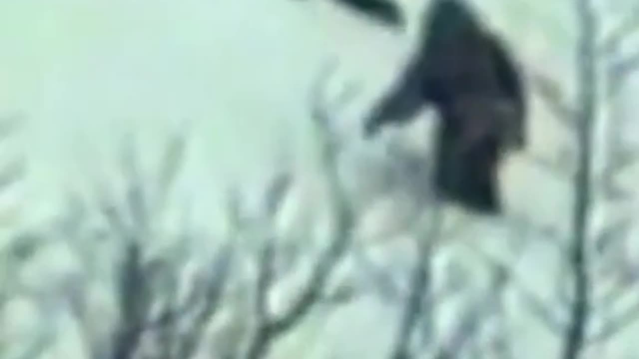Yeti Spotted Walking Up Mountain