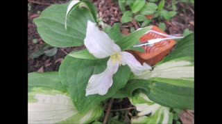 Creating Connection Trillium May 2025