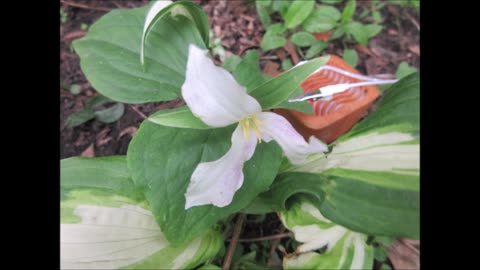 Creating Connection Trillium May 2025