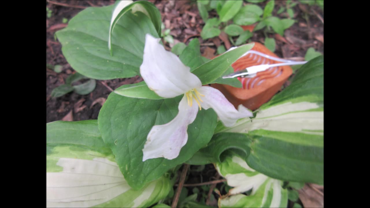 Creating Connection Trillium May 2025