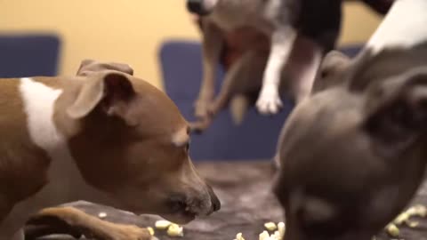 "Crunch Attack: My Dog vs. Popcorn ASMR Showdown!"