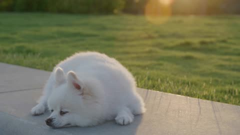 Happy New Year, Everyone! #happynewyear #cute #puppyvideos #puppy #happynewyear2026