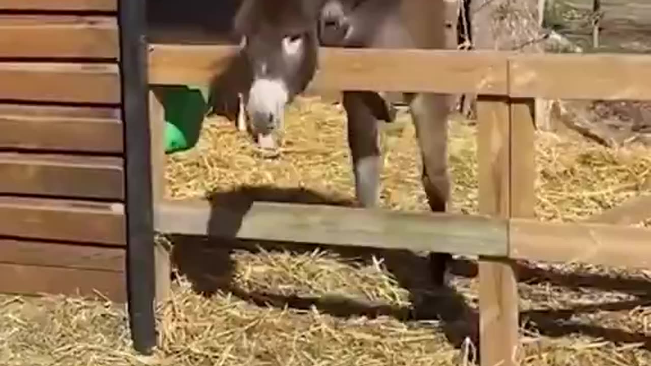Donkey Core
