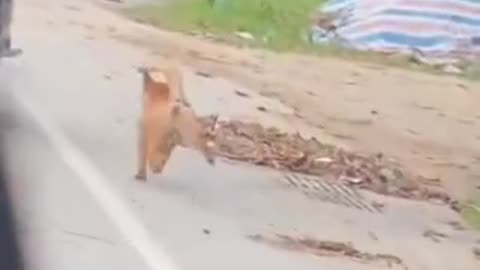 Funny videos of dogs 🐕🤣