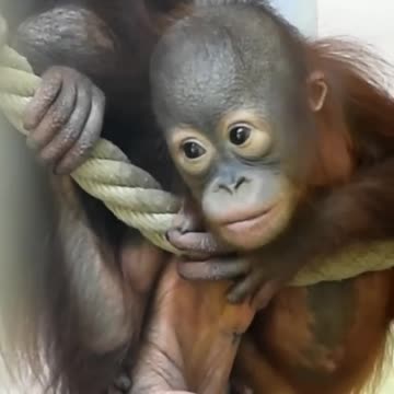 Beautiful Animal Evolution #animaljourney #animaltransformation #beautifulnature