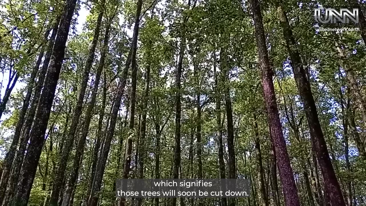 “Garden of Paradise” in Romania 🌿🎨 Turning forests into art to raise awareness of deforestation!