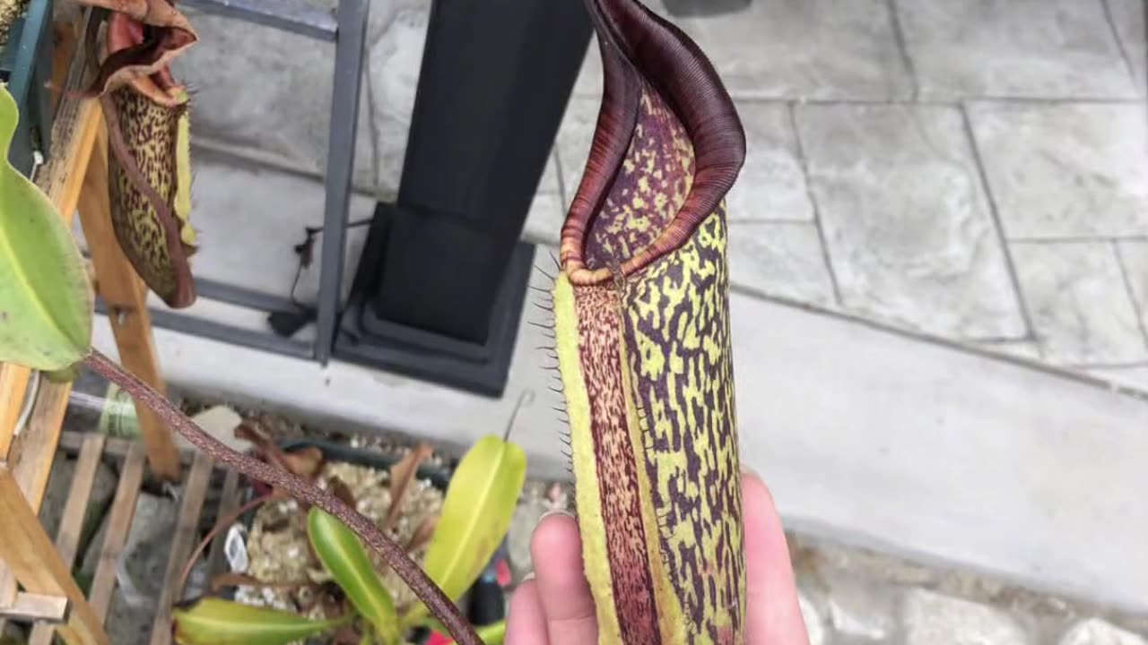 🤯✨ Discover How a Pitcher Plant Develops! | FeedMyCuriosity