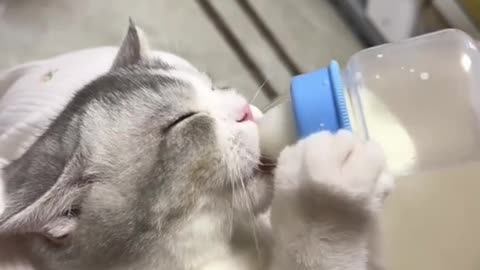 Dog's Comedy Videos 🤣 so cute videos and puppies comedy scenes 🤣 so cute 🥰🥰🥰🥰